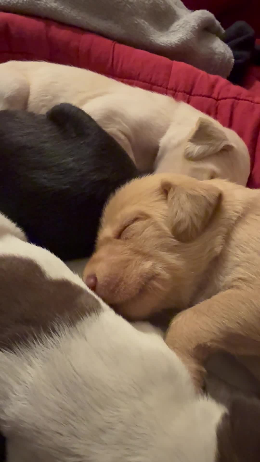 Mixed Breed dogs for sale: Pointervizsladoos -Stunning litter  - Video 1