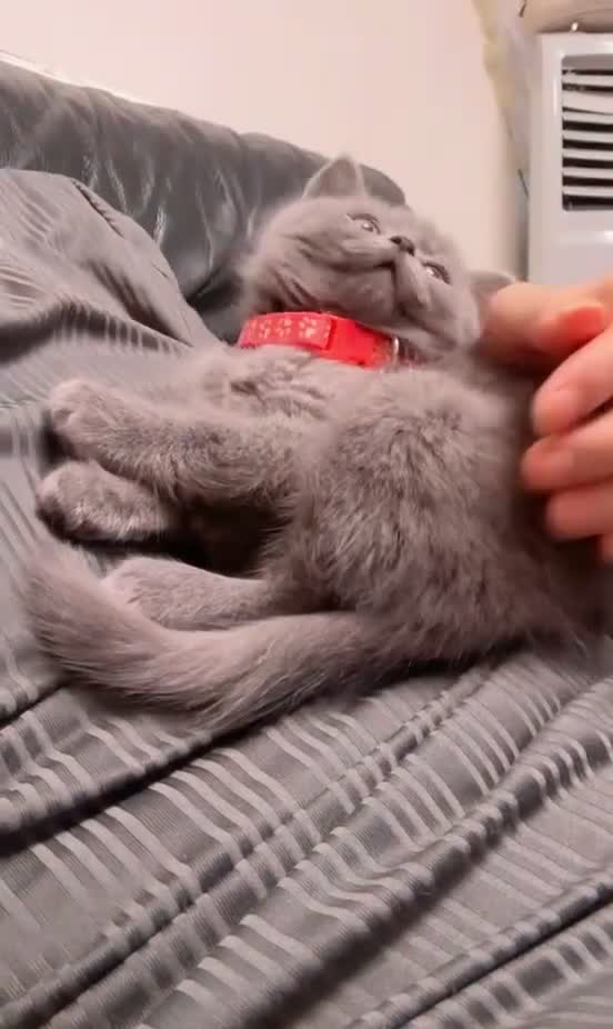 British Shorthair cats for sale: British shorthair/long hair / ONLY ONE LEFT in Sheffield - Video 1