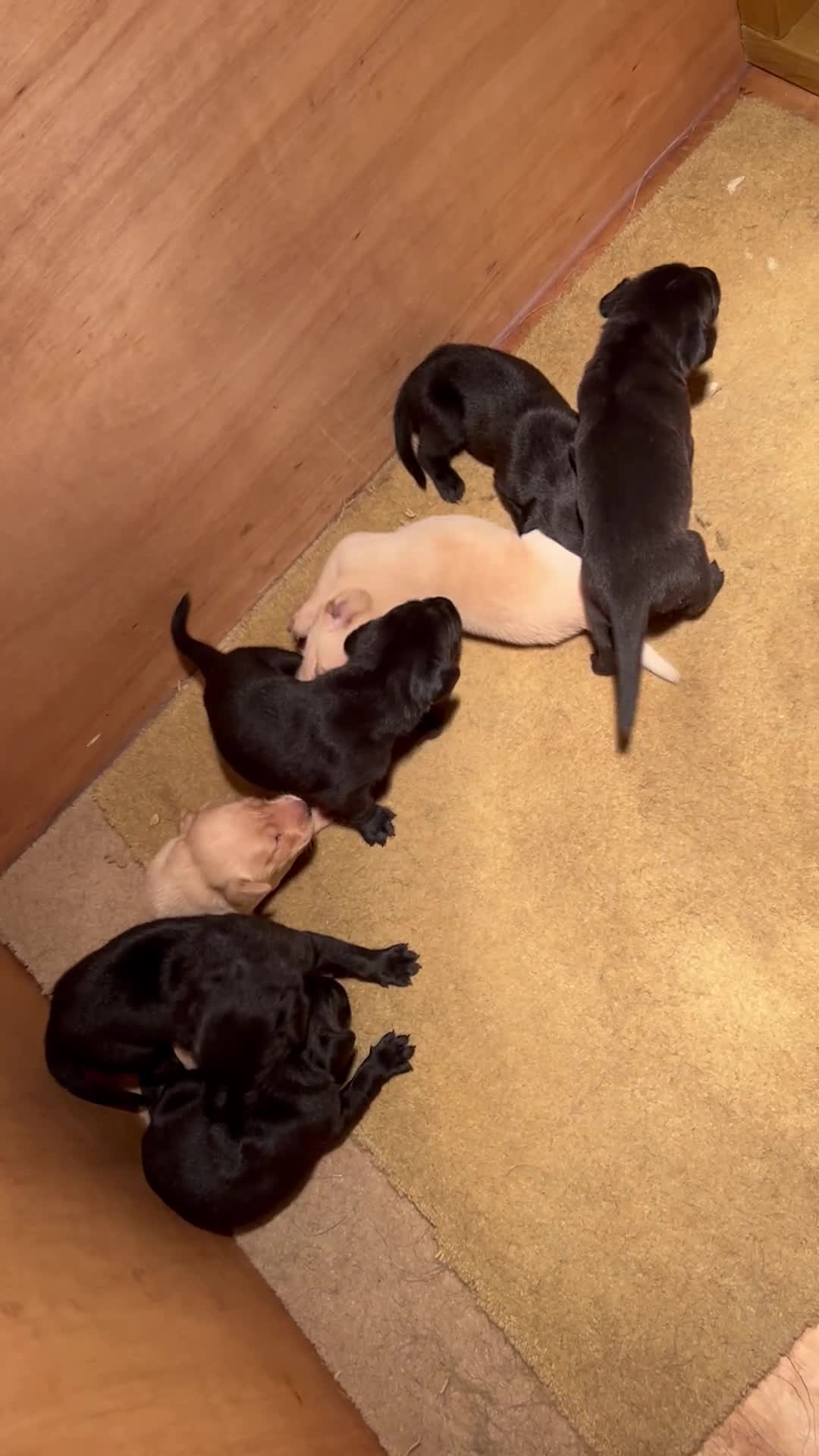 Labrador Retriever dogs for sale: Labrador puppies  - Video 1