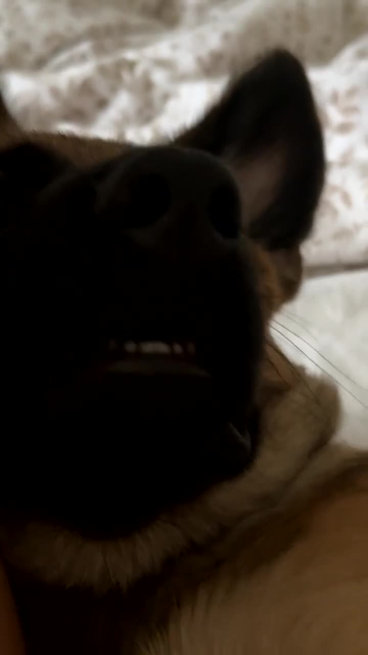 Mixed Breed dogs for sale: Caucasian X Belgium X German shepherd  in Leyland - Video 1