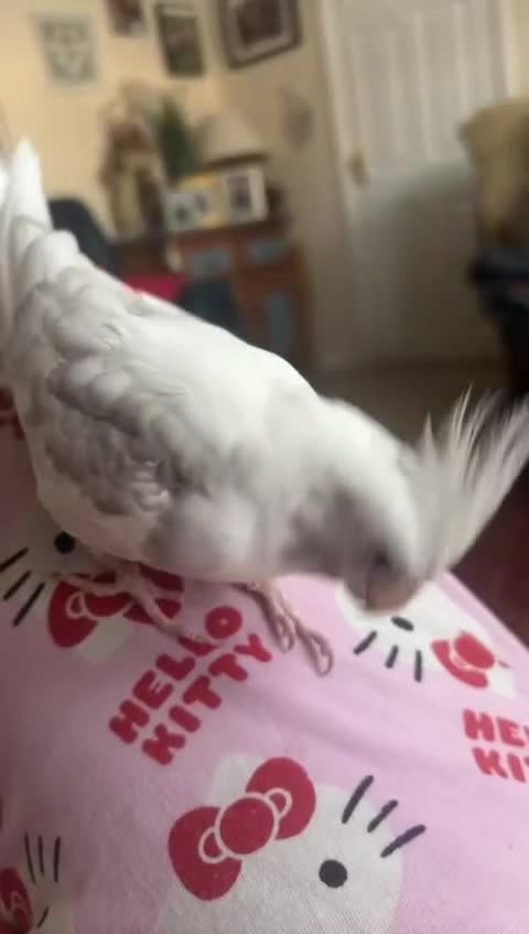 Cockatiels birds for sale: Hand tame - Video 1
