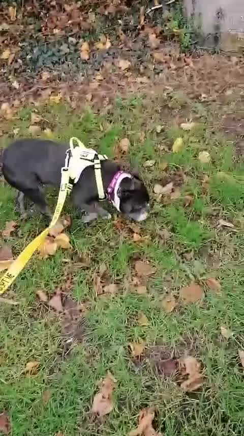 Mixed Breed dogs for adoption: ❤️Binx - 3 yo Frenchie x Boston terrier girl ❤️ - Video 2