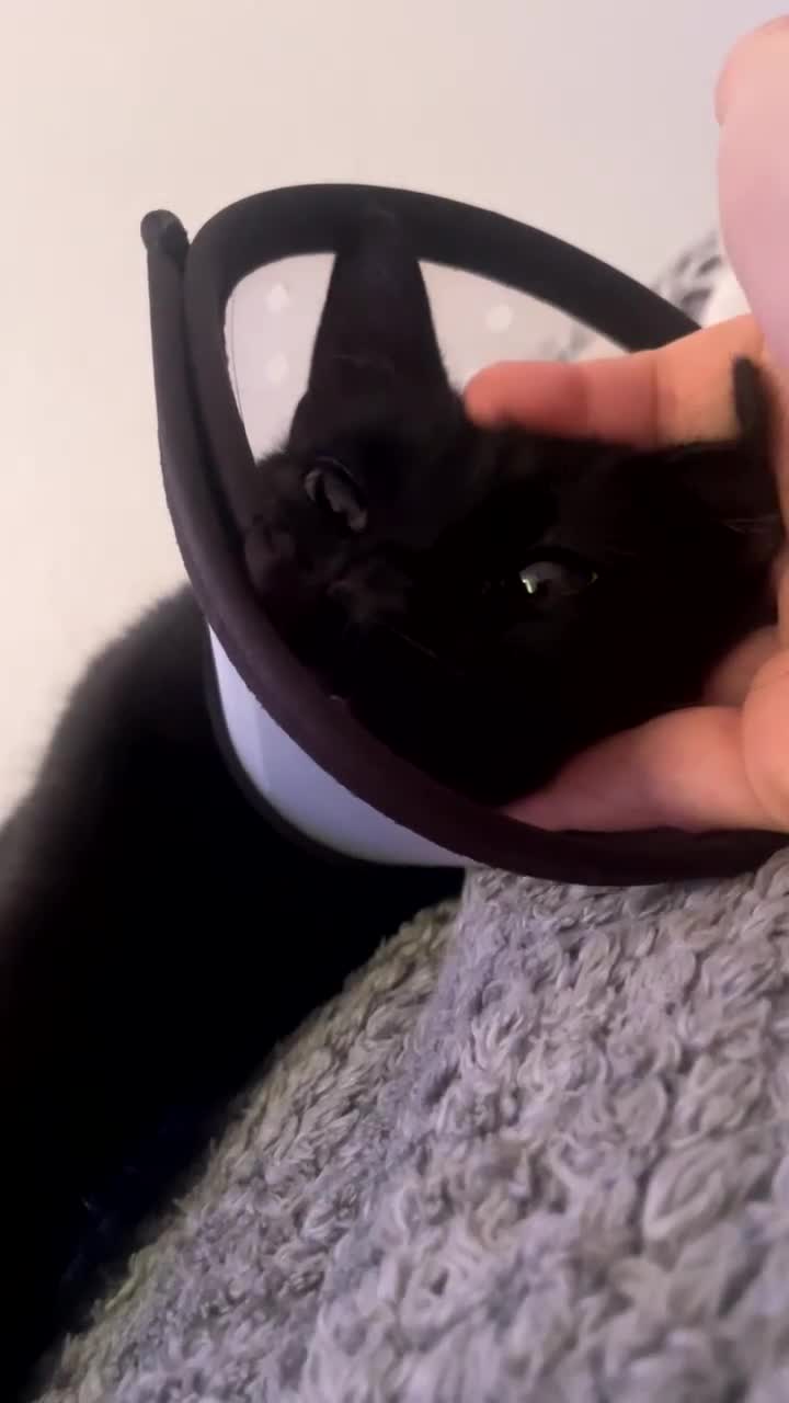 Domestic Shorthair cats for sale: Patrisha needs a home  - Video 1