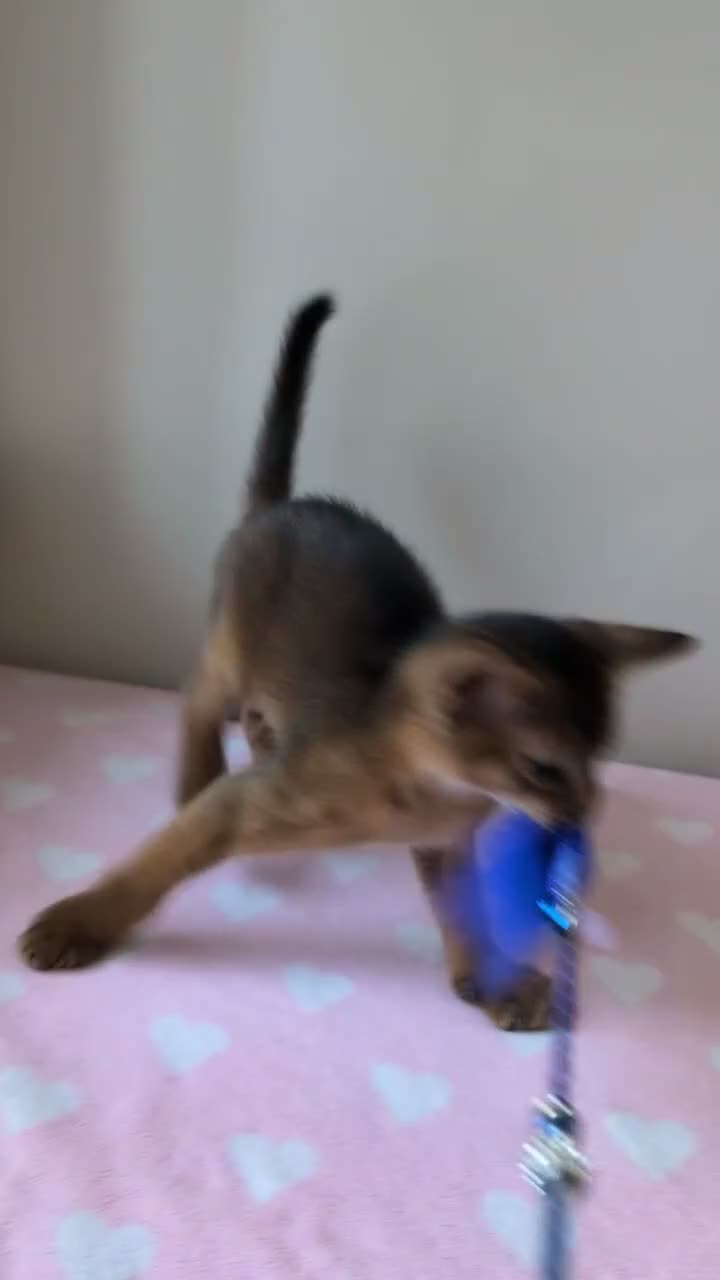 Abyssinian cats for sale: 🩵🩵Boy🩵🩵 show class kitten 🐾 - Video 1