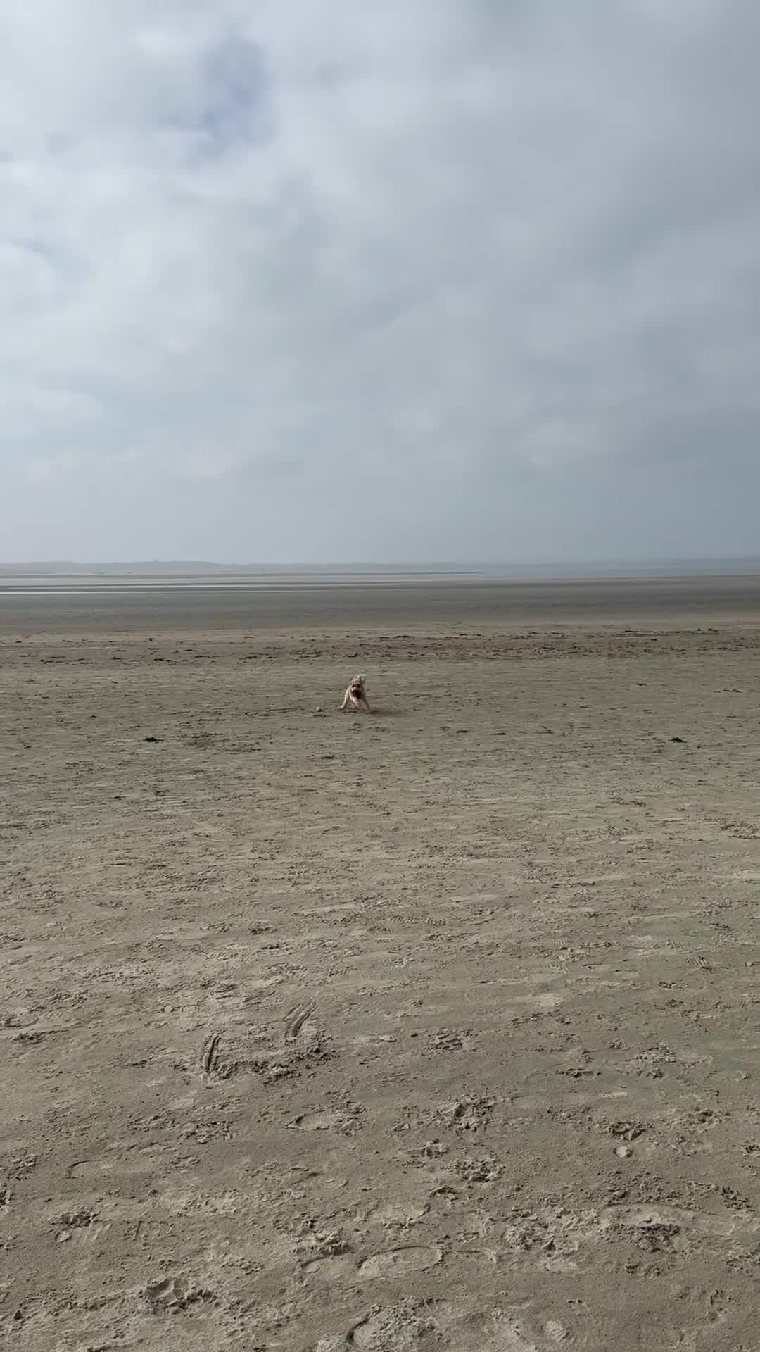 Mixed Breed dogs for sale: Tibetan Terrier Cross Puppies  - Video 1