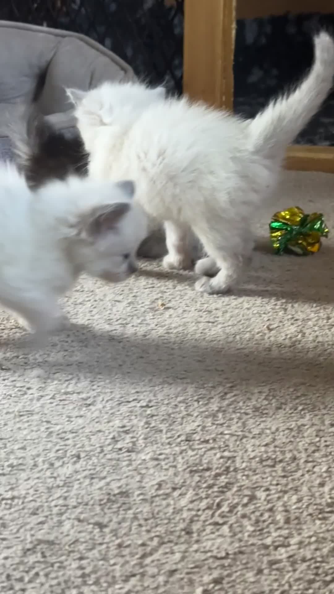 Ragdoll cats for sale: Gorgeous ragdoll babies  - Video 1