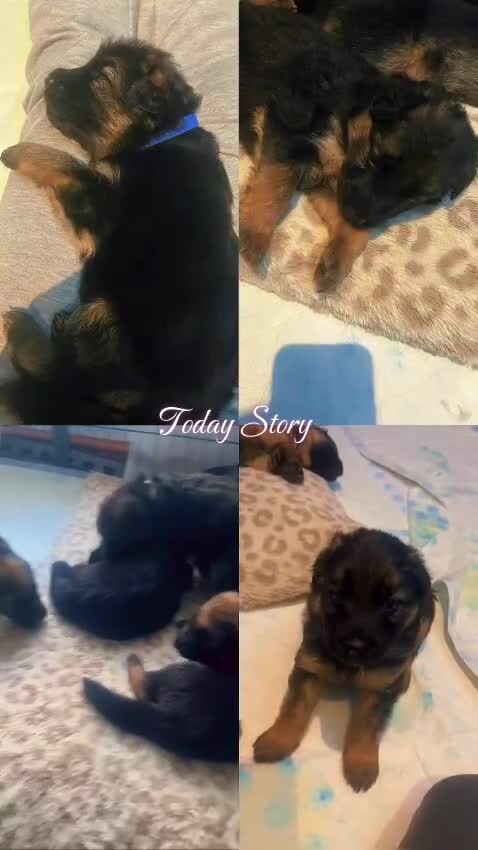 German Shepherd dogs for sale: German shepherd puppies Amber blood line  - Video 5