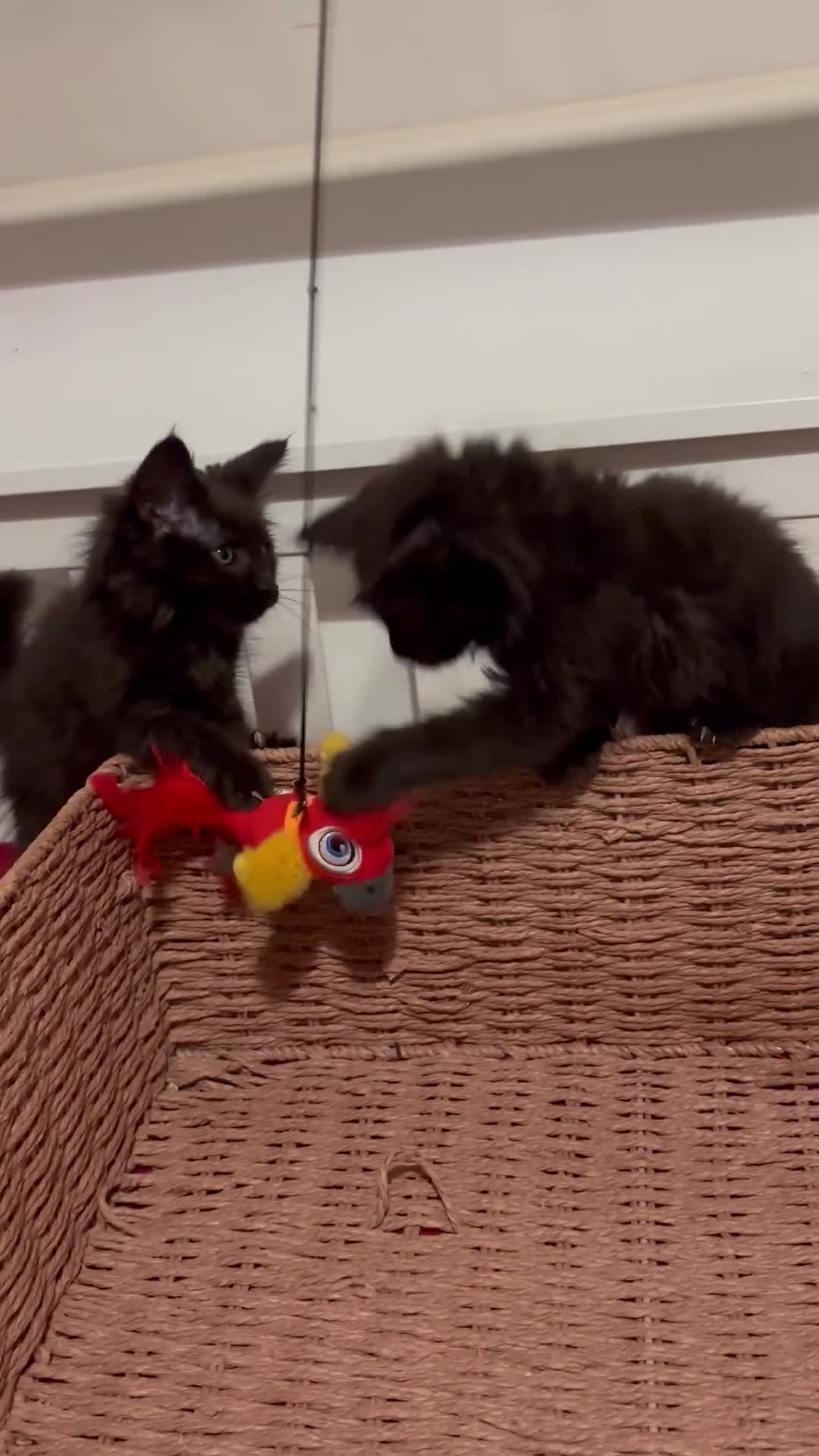 Maine Coon cats for sale: FEMALE READY NOW Black Smoke Maine Coon  - Video 2