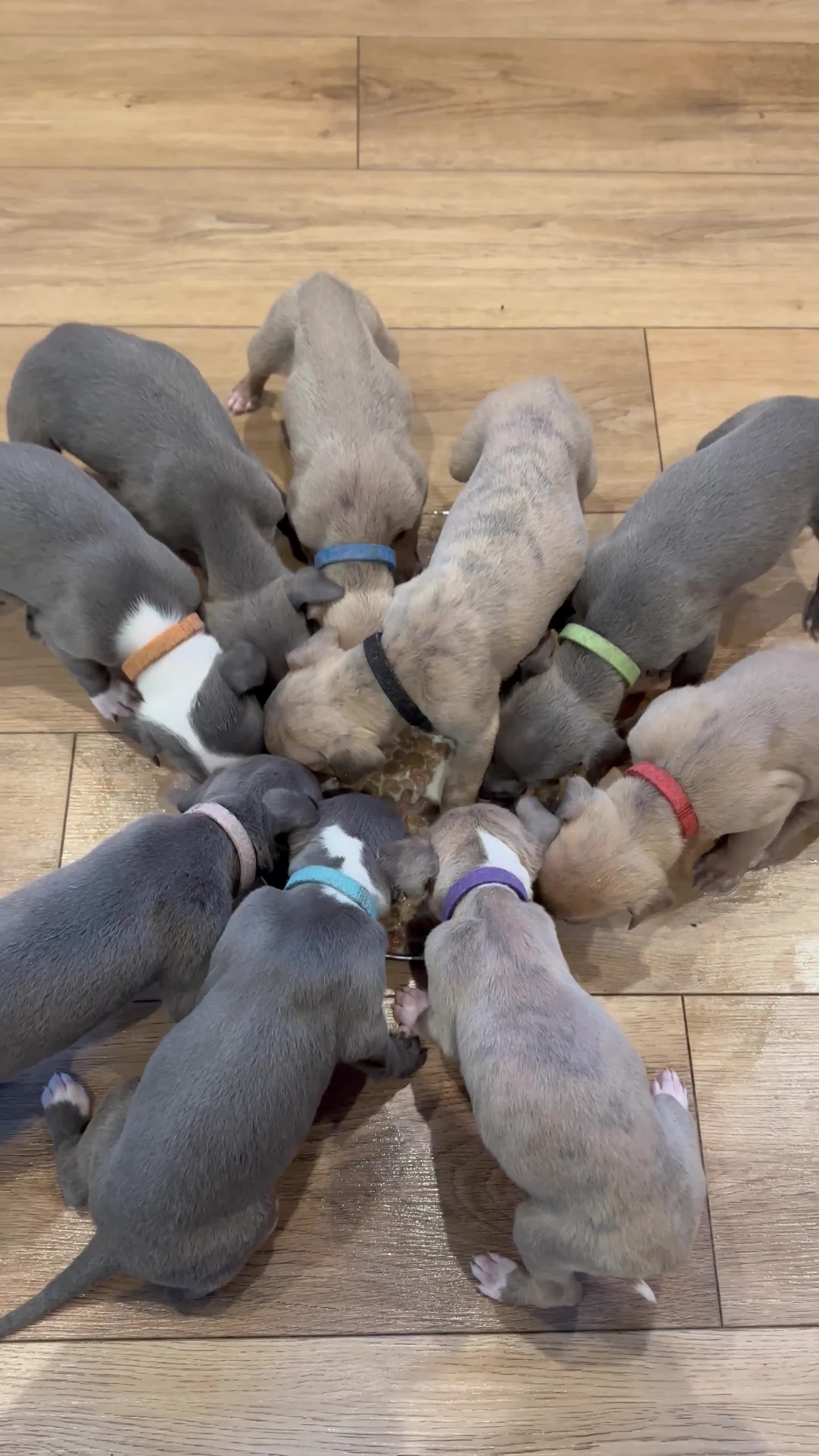 Whippet dogs for sale: READY NEXT WEEK! GORGEOUS WHIPPET PUPPIES - Video 1