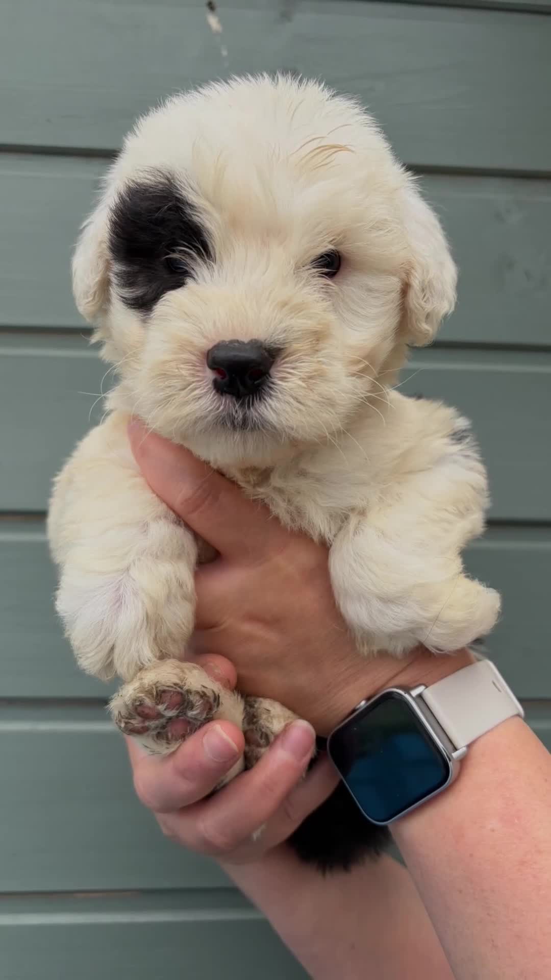 Old English Sheepdog dogs for sale: Kc Registered Old English Sheepdogs  - Video 1