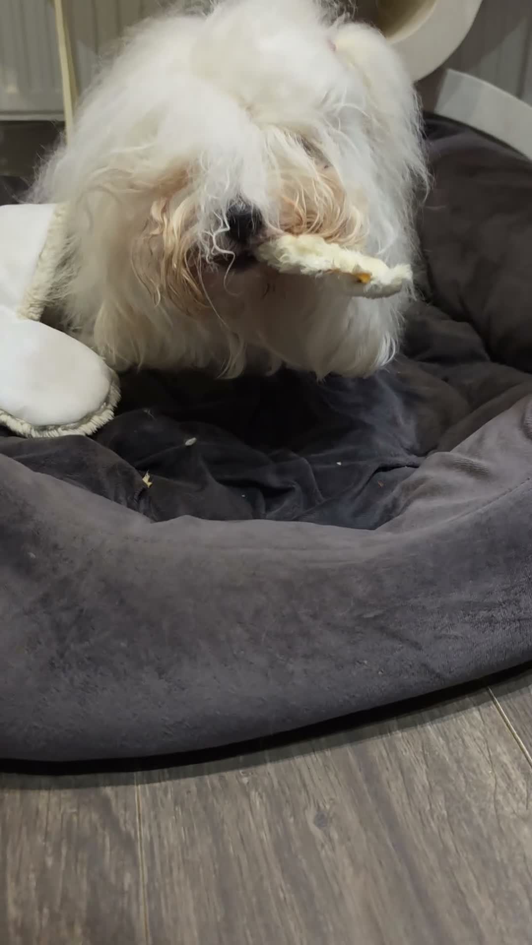 Coton De Tulear dogs for sale: 2 beautiful coton de tulear  - Video 3