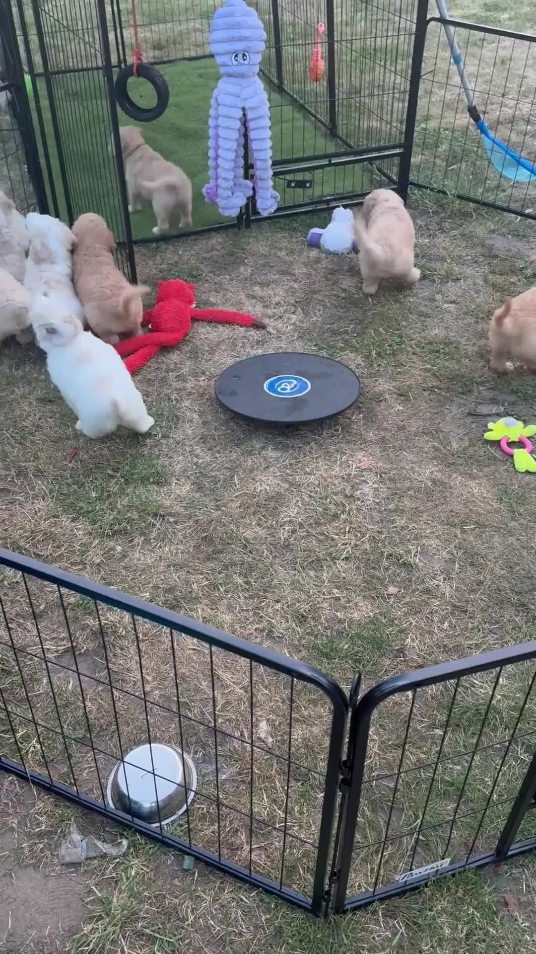 Goldendoodle dogs for sale: Beautiful golden doodle puppies for sale  - Video 1