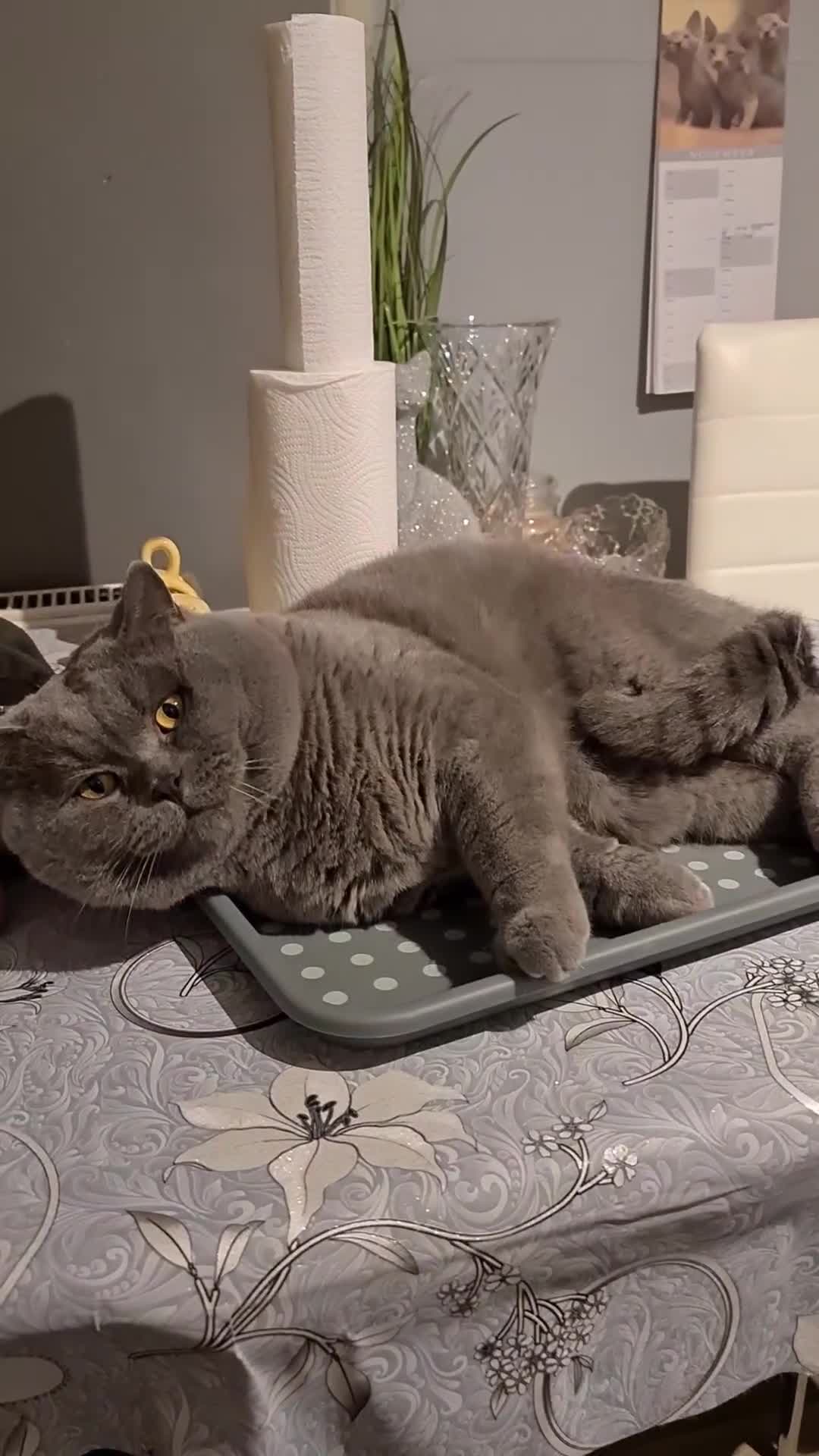 British Shorthair cats for stud: FOR MATING ONLY. Registered GCCF Quality Boy . - Video 1