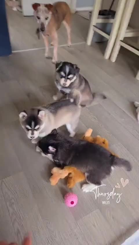 Pomsky dogs for sale: Beautiful f4 pomsky's - Video 2