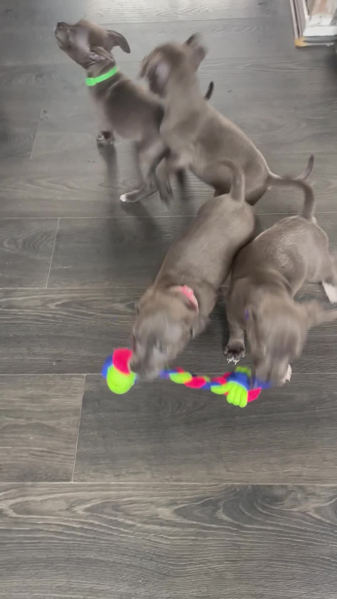 Staffordshire Bull Terrier dogs for sale: KC Staffordshire bull terriers 1 GIRL lEFT  £1350 - Video 3