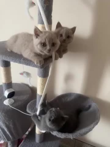 British Shorthair cats for sale: British Blue Short Hair-Kittens Vaccinated/Chipped in Corby - Video 2