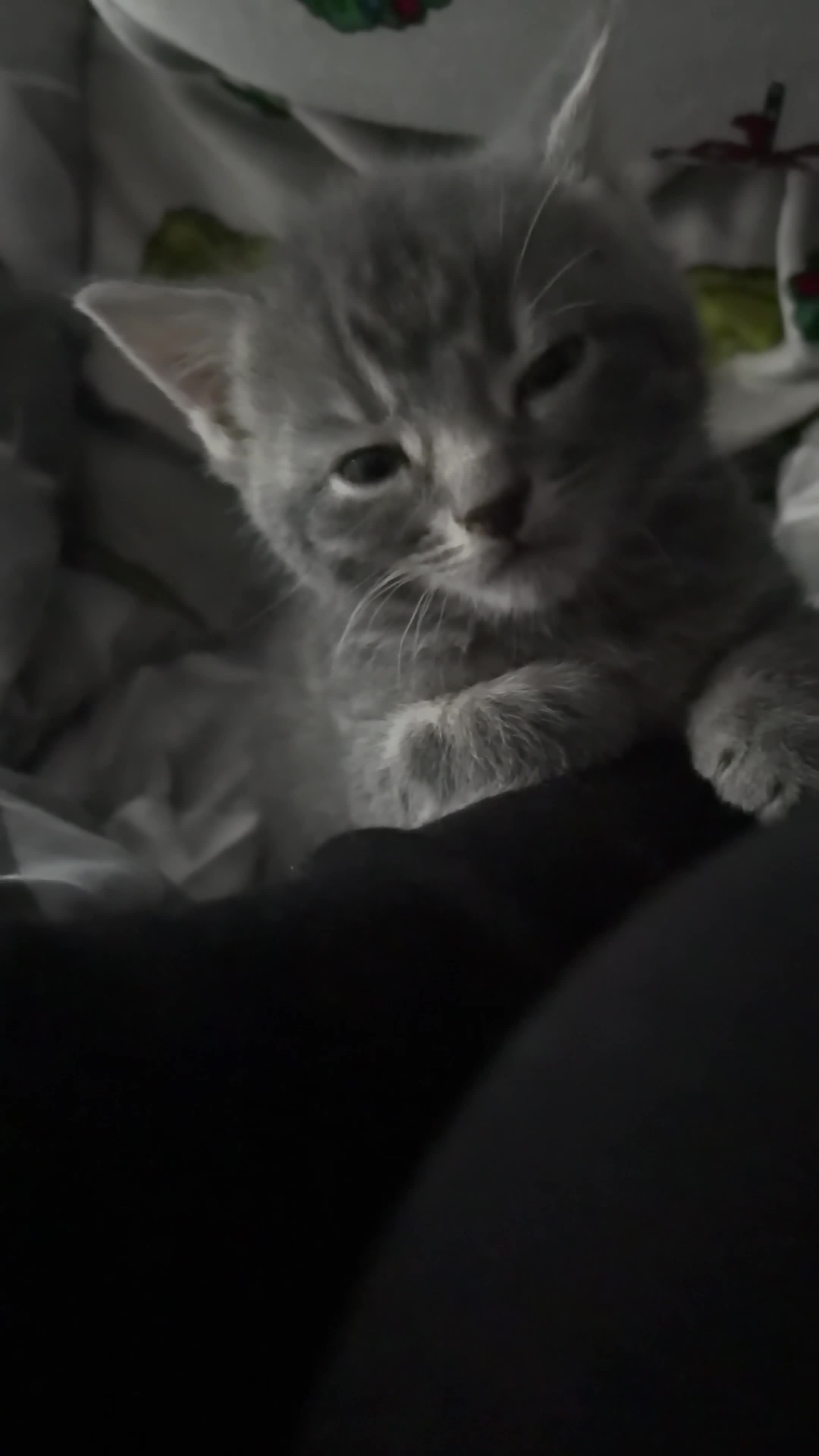 Mixed Breed cats for sale: Pilke kitten for sale - Video 2