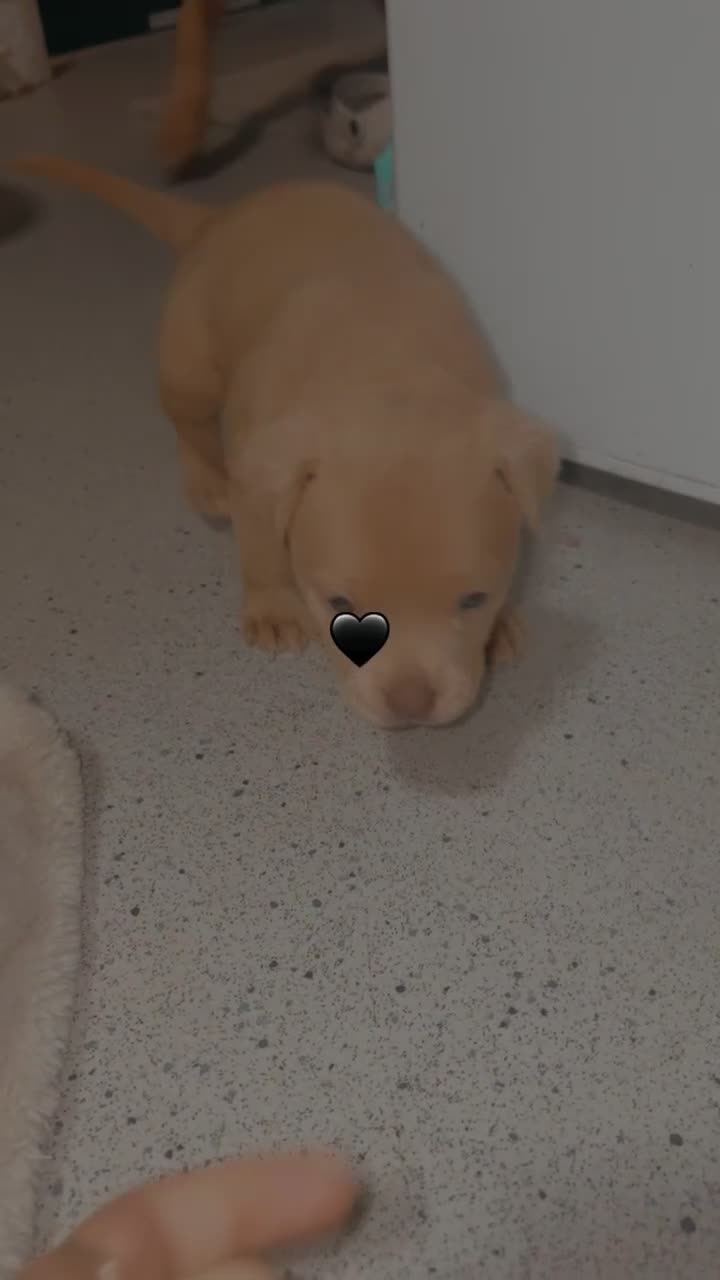 Staffordshire Bull Terrier dogs for sale: Staffie mix pups  - Video 2