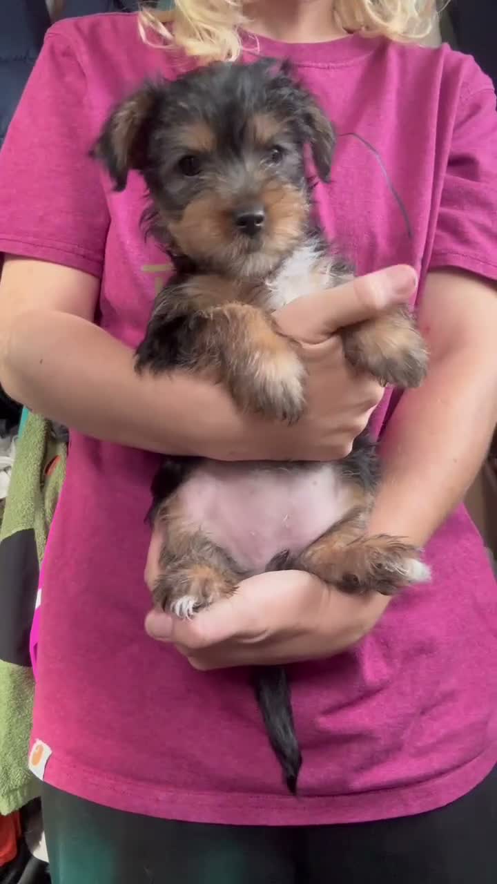 Yorkshire Terrier dogs for sale: Yorkshire Terrier Puppies 10 Weeks  - Video 1