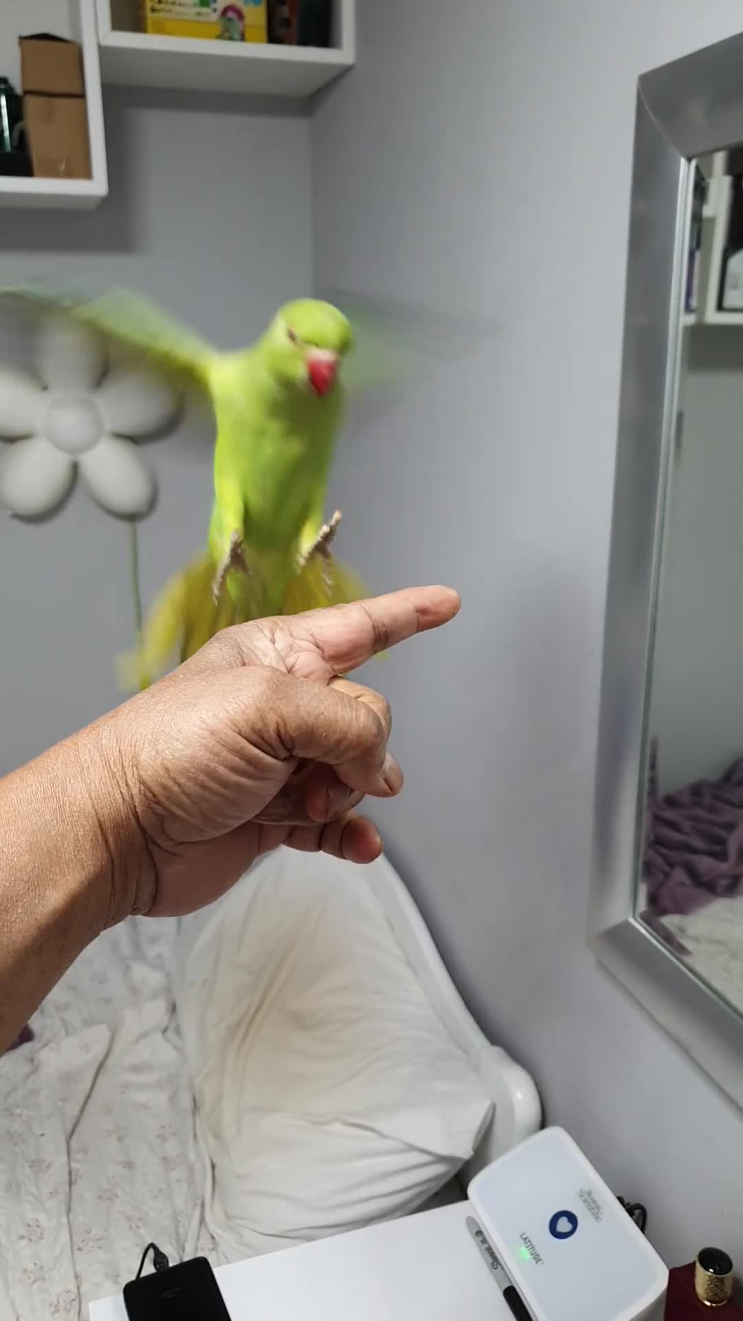 Ringnecks birds for sale: tame baby Indian ringneck read the description - Video 4