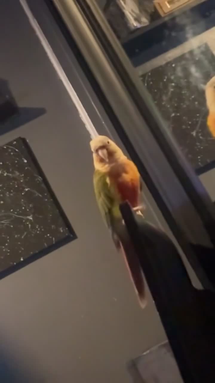 Conures birds for sale: Pineapple conure (read description)  - Video 4