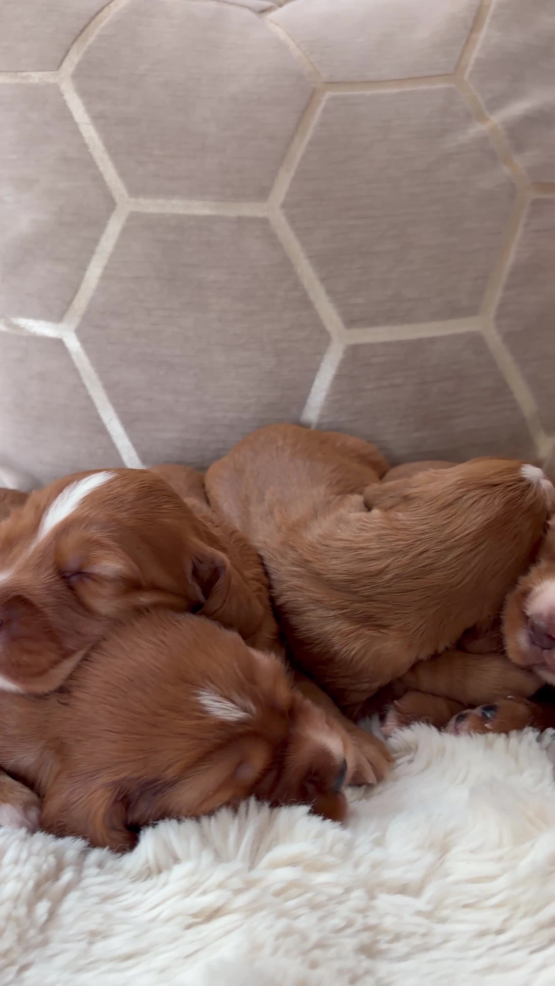 Cocker Spaniel dogs for sale: ** DARK RED , KC REG , WORKING COCKER PUPS ** - Video 1