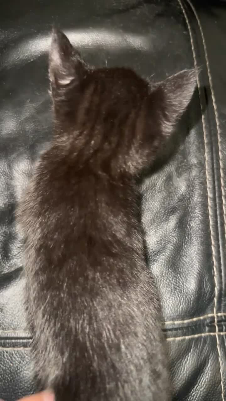 Domestic Shorthair cats for sale: Adorable tabby/bengal kittens to a good home - Video 4