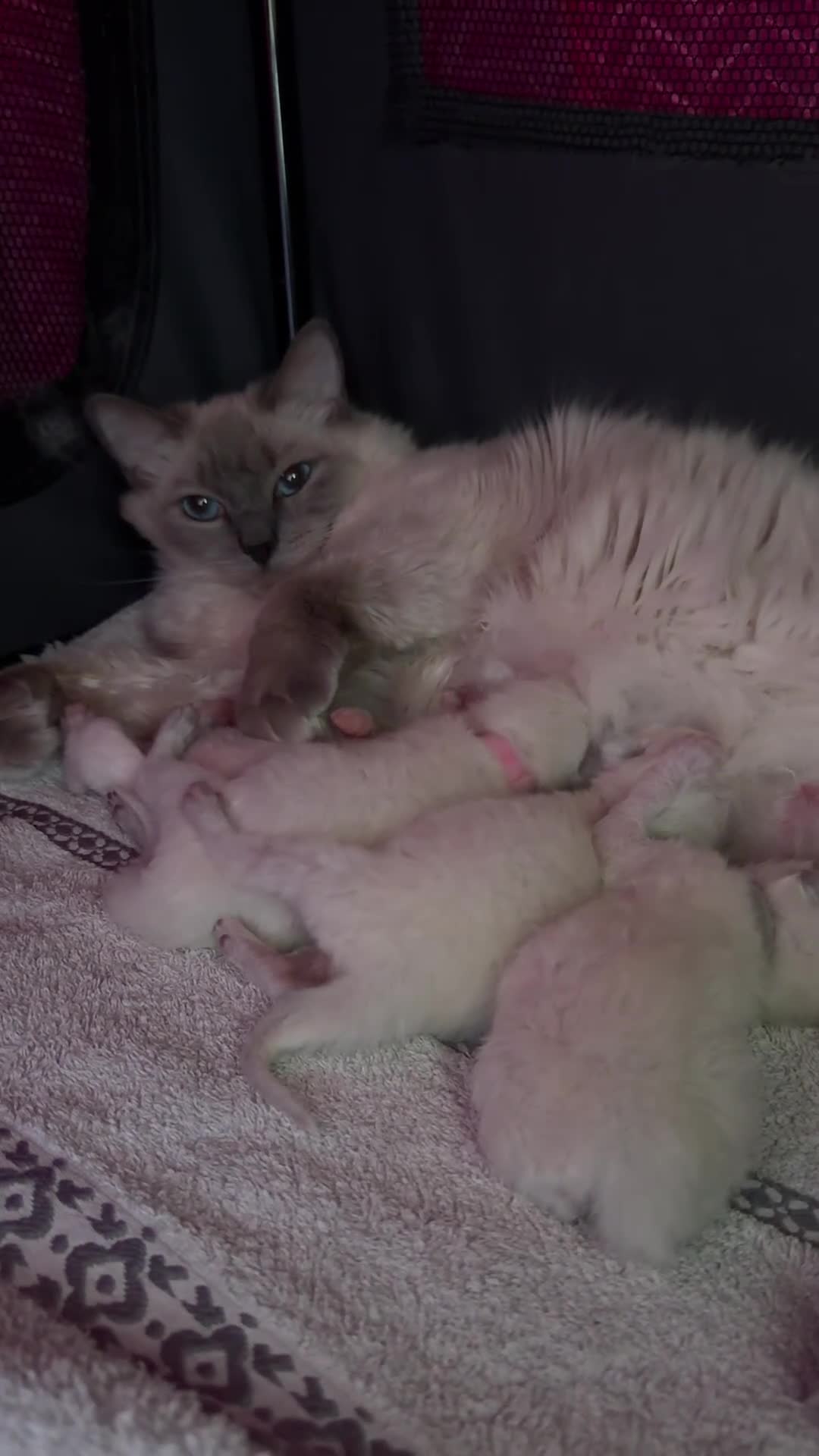 Ragdoll cats for sale: Beautiful TICA Registered Ragdoll Kittens 🩵 - Video 1