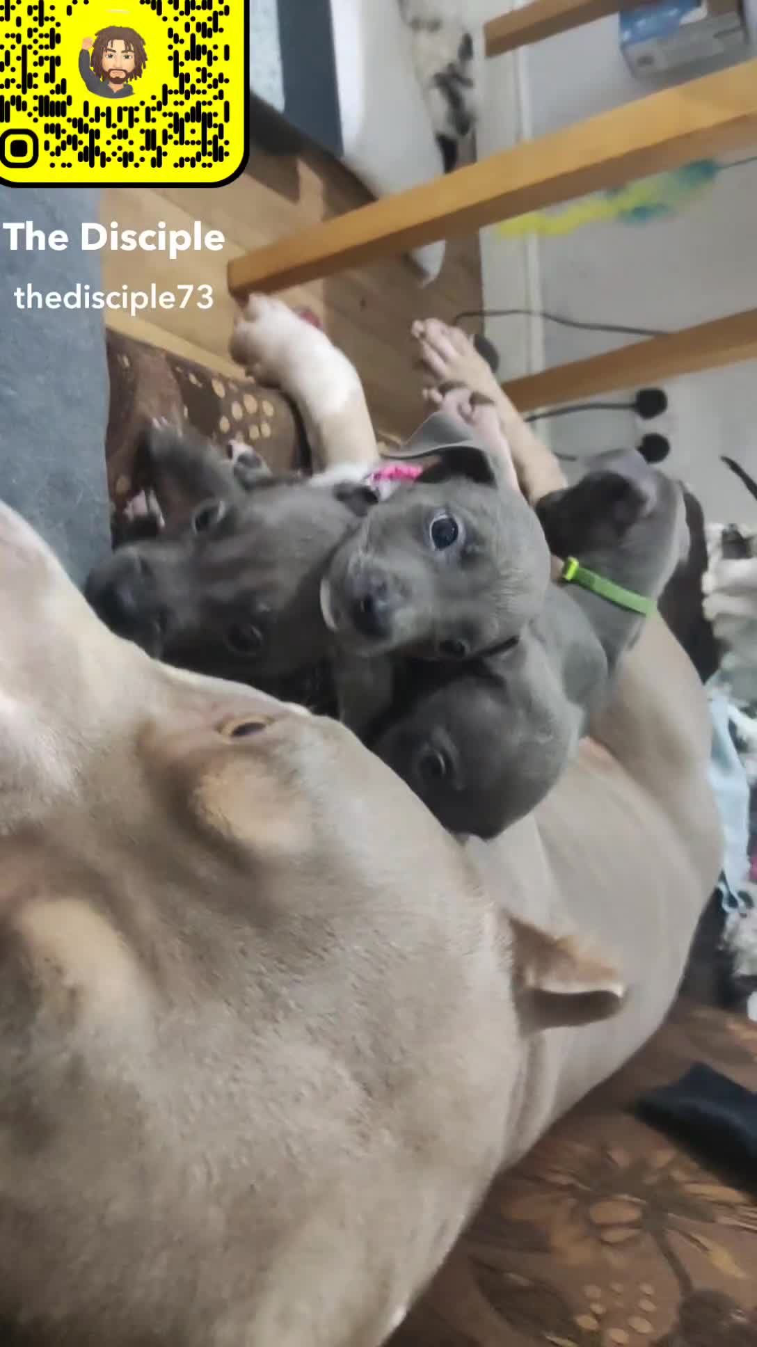 Mixed Breed dogs for sale: Caine corso/ American bully 10 weeks - Video 1