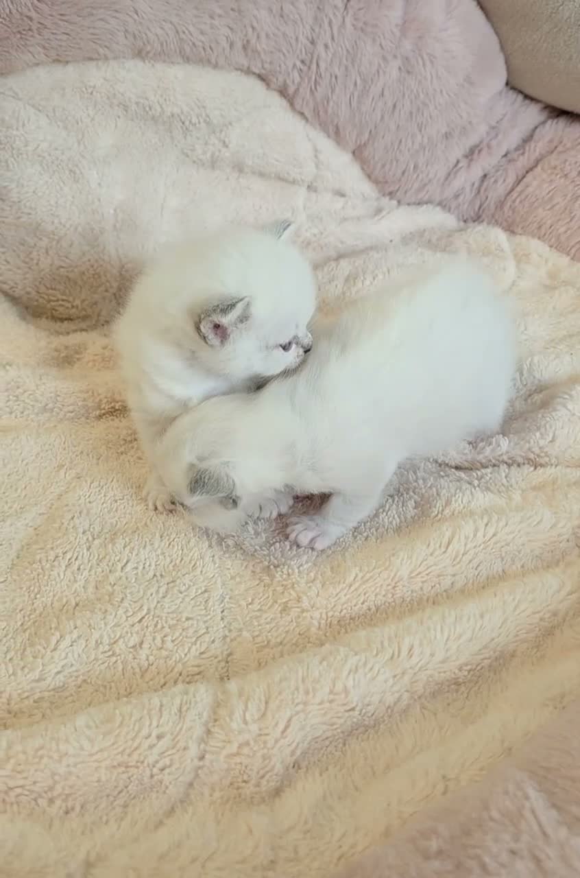 Ragdoll cats for sale: GCCF Ragdoll kittens. Lynx, Blue point. in Basingstoke - Video 1
