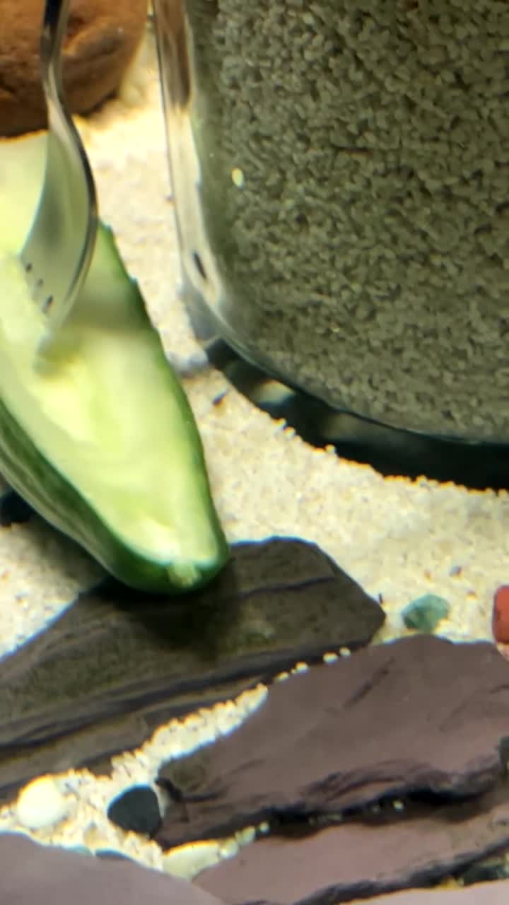 Live Bearers fish for sale: Lots of Guppy Fry available - Video 1