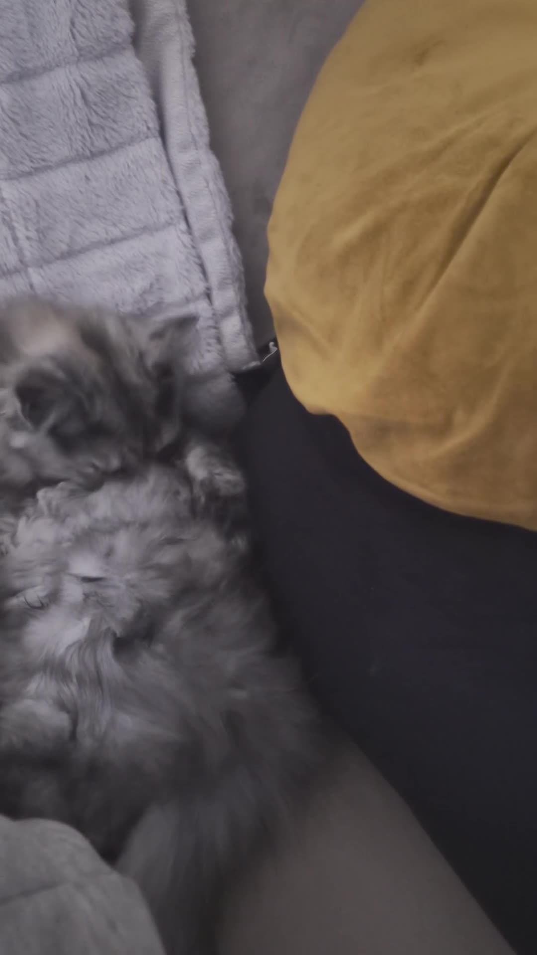 Mixed Breed cats for sale: Maine coon x tortoiseshell tabby - Video 2
