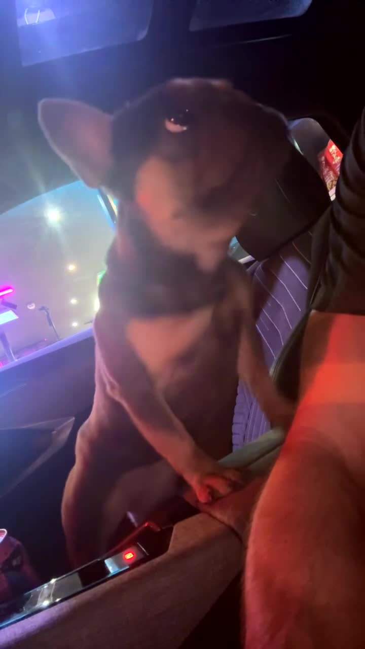 French Bulldog dogs for sale: Blue and tan female French bulldog 1yrs in Bury - Video 2