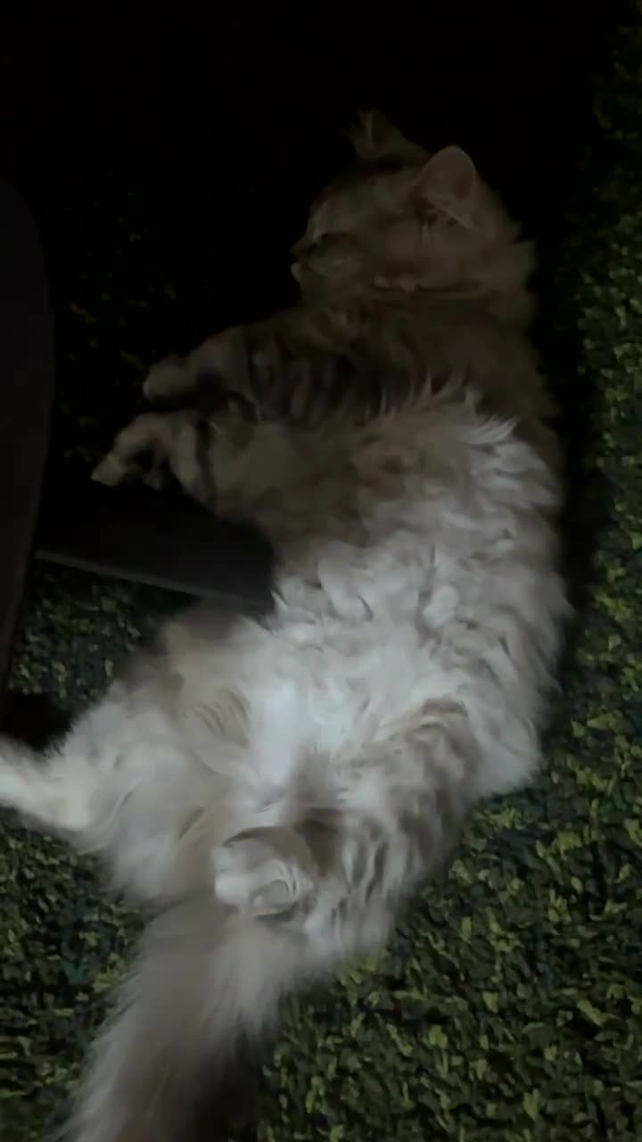 British Longhair cats for sale: Grey fluffy long haired cat  - Video 2