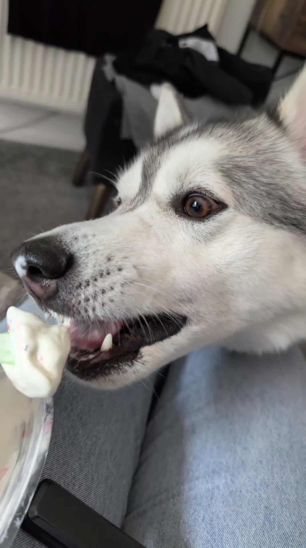 Mixed Breed dogs for stud: STUD HUSKY/MALAMUTE MIX - Video 1