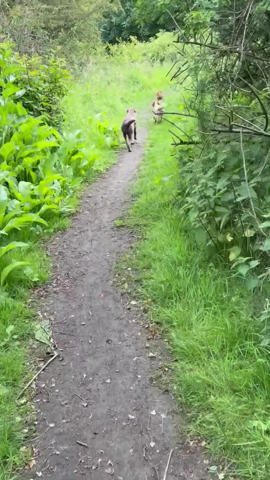 Cocker Spaniel dogs for sale: 🌸KC registered working cocker spaniel🌸 - Video 1