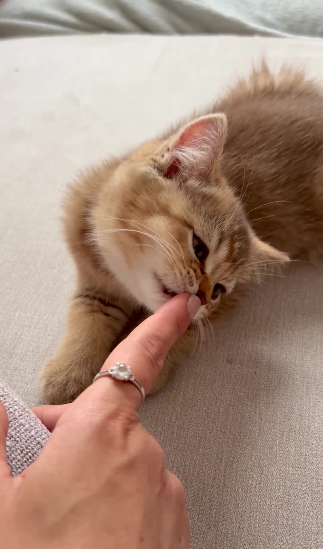 British Shorthair cats for sale: ✨Pedigree golden British shorthair chocolate lilac - Video 1