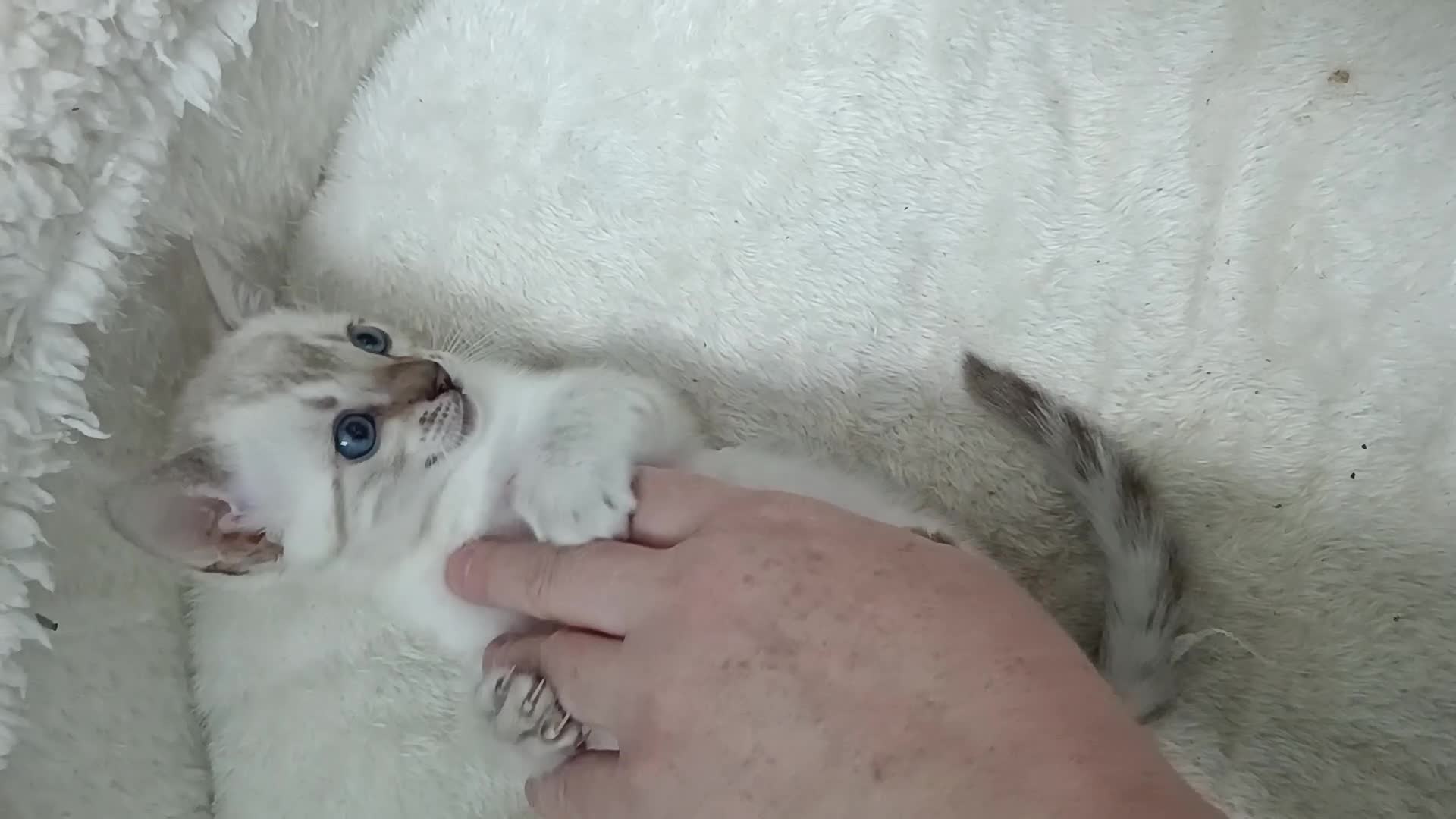 Bengal cats for sale: G6 Pure Tica RG Bengal - Video 1