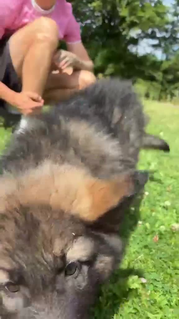 German Shepherd dogs for sale: Beautiful German Shepherd puppies for sale - Video 2