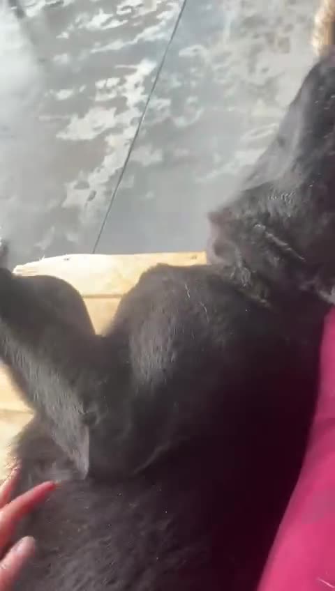 Mixed Breed dogs for adoption: Nyx, 1 yr old approx. Available for adoption. - Video 2