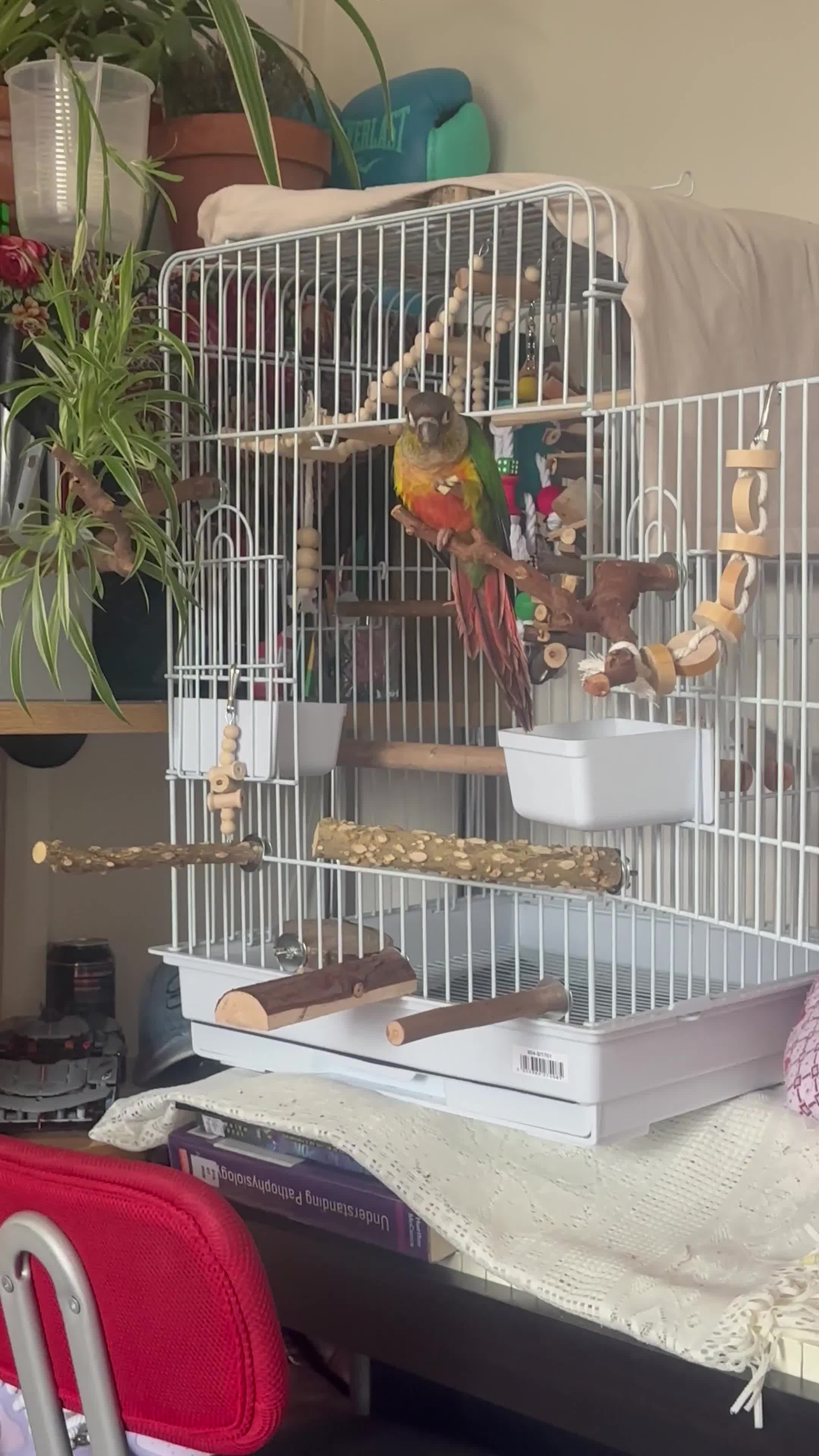 Conures birds for sale: Friendly conure parrot for sale  in London - Video 3