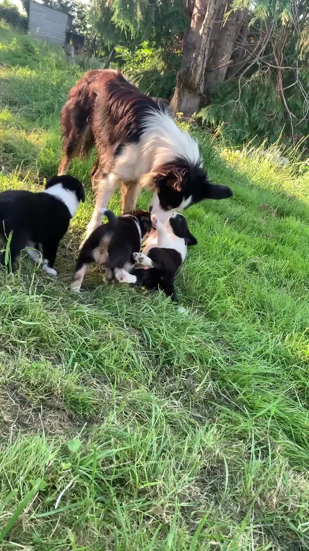 Border Collie dogs for sale: Beautiful collie pups looking for forever homes in Bude - Video 2