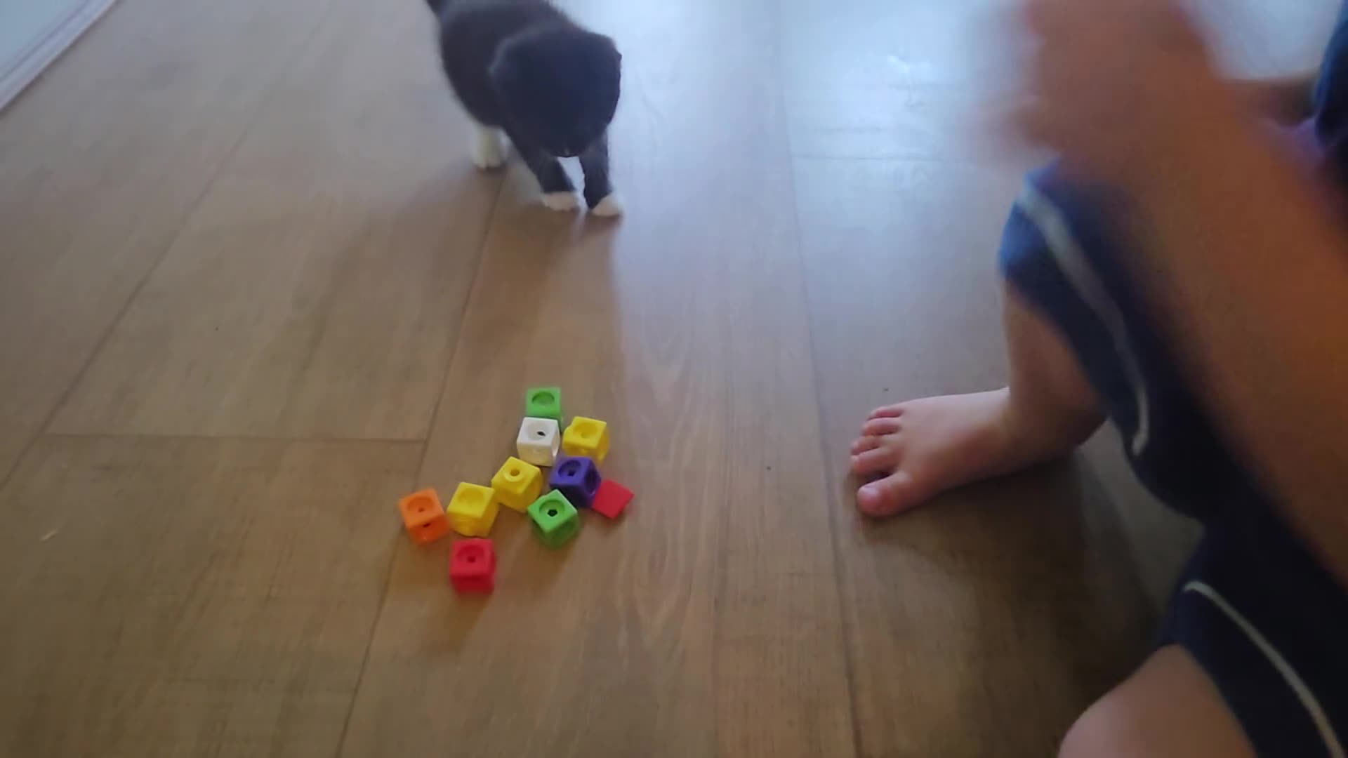 British Shorthair cats for sale: Five tuxedo  kittens  - Video 2