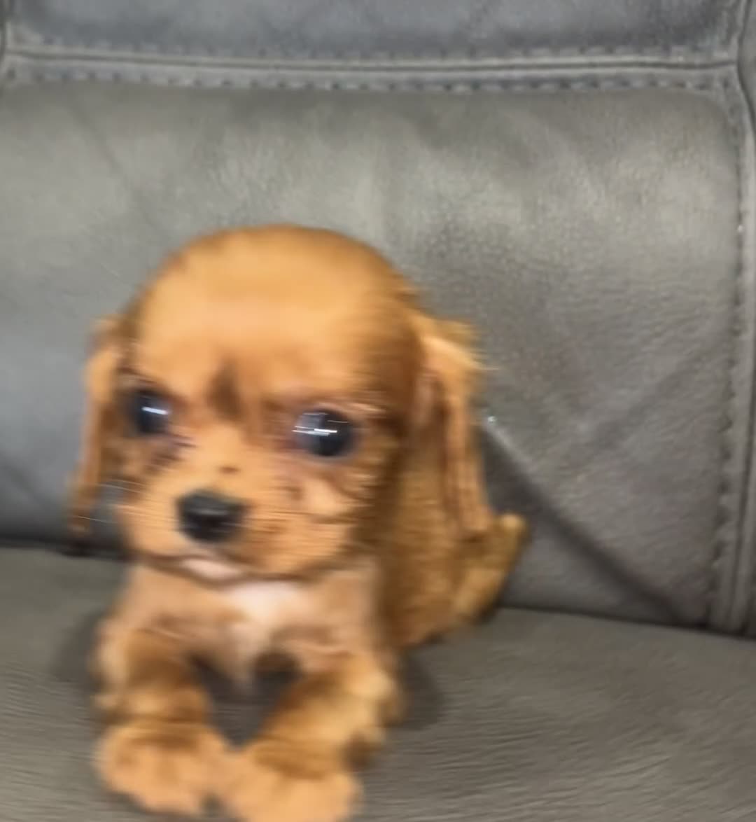 Cavalier King Charles Spaniel dogs for sale: 🐶 KC, RUBY RED cavalier King Charles  - Video 1