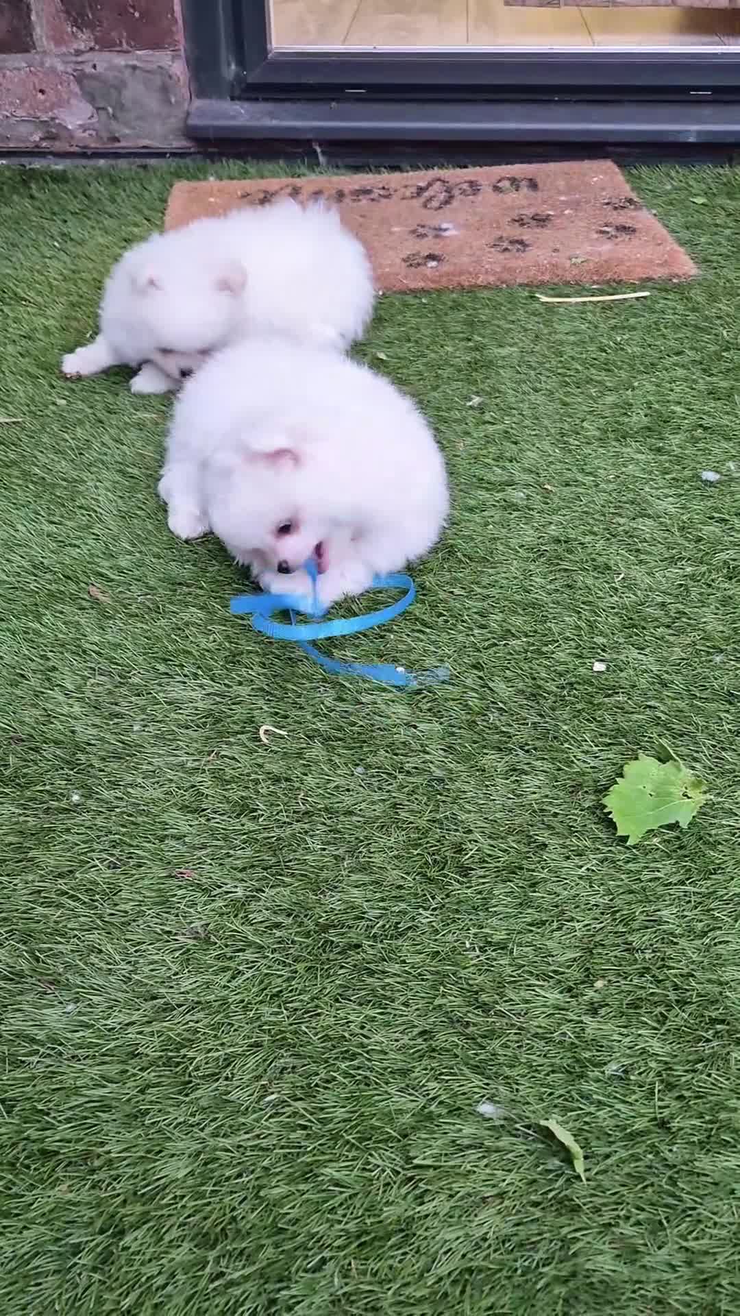 Pomeranian dogs for sale: 2 pure white pomeranian 9 weeks old for sale in Bolton - Video 3