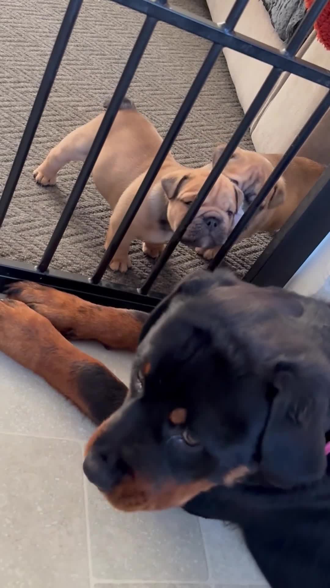 English Bulldog dogs for sale: Traditional English Bulldog Puppies  - Video 3