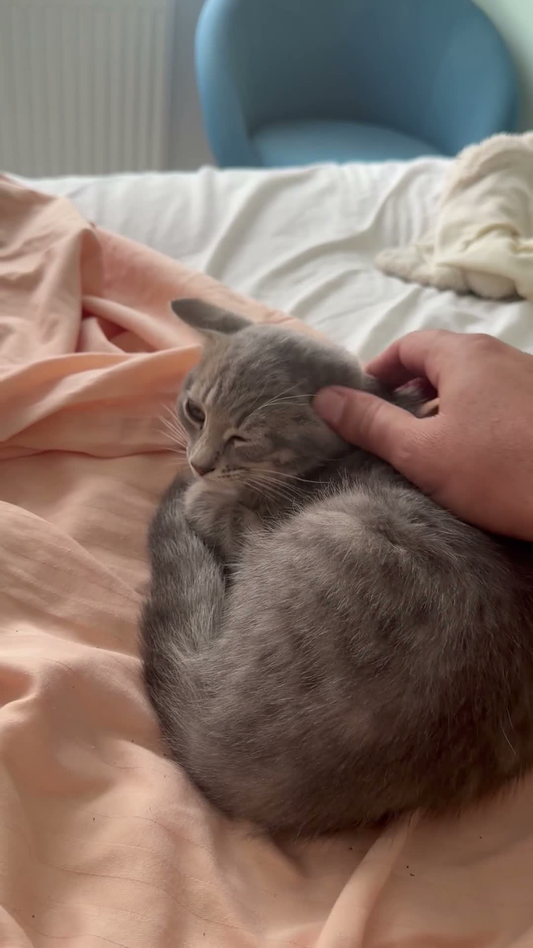 Mixed Breed cats for sale: Two beautiful kittens - Video 2