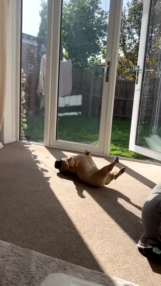 French Bulldog dogs for sale: Male frenchie  - Video 1