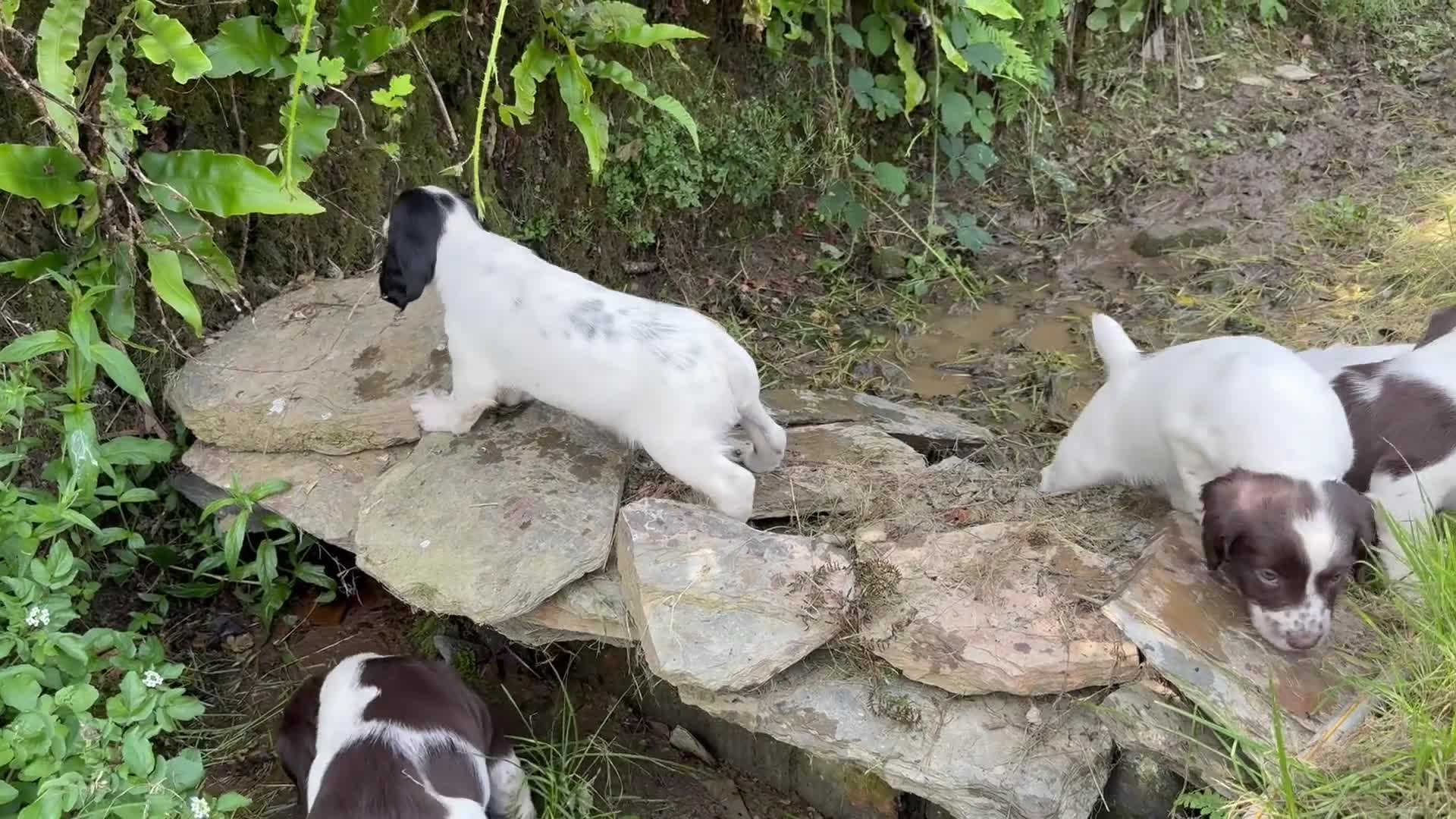English Springer Spaniel dogs for sale: Springer spaniel puppies for sale  - Video 2