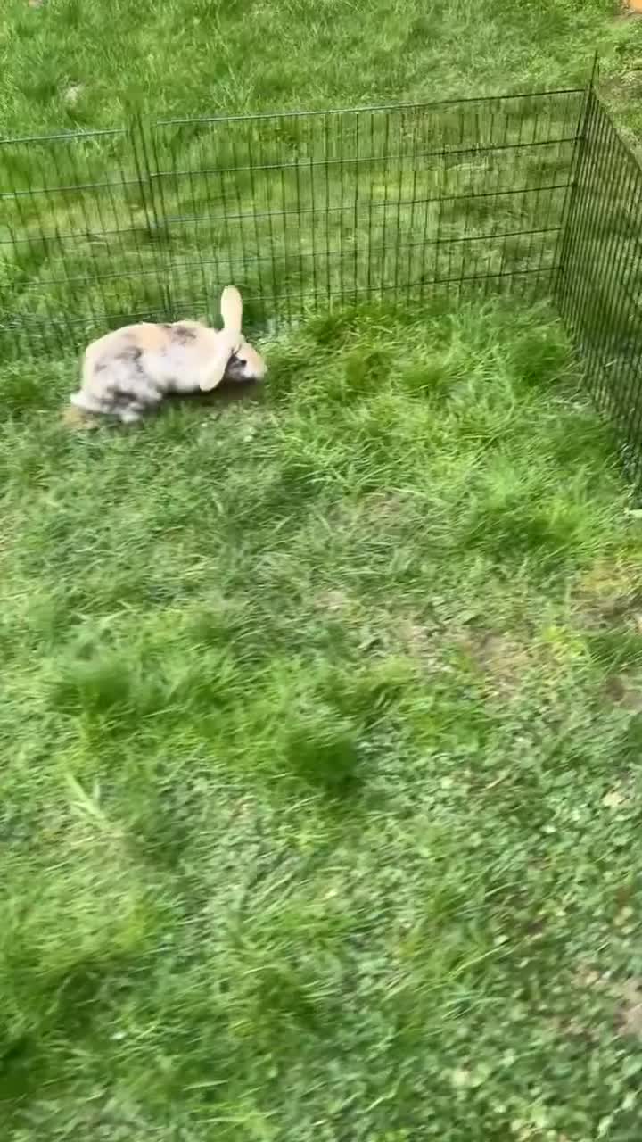 French Lop rabbits for sale: 2 male lops free to a good home - Video 1